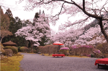 白龍園春のイメージ
